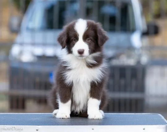 Border Collie piękne zarejestrowane szczenięta na sprzedaż, Mazowieckie, Warszawa