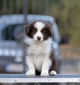 Border Collie piękne zarejestrowane szczenięta na sprzedaż, Mazowieckie, Warszawa