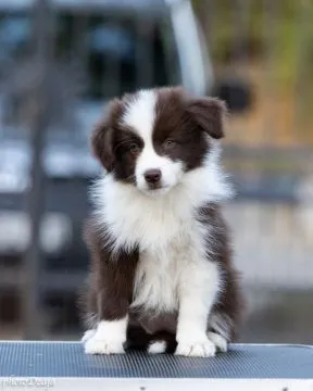 Border Collie piękne zarejestrowane szczenięta na sprzedaż, Mazowieckie, Warszawa