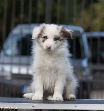 Border Collie piękne zarejestrowane szczenięta na sprzedaż, Mazowieckie, Warszawa
