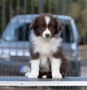 Border Collie piękne zarejestrowane szczenięta na sprzedaż