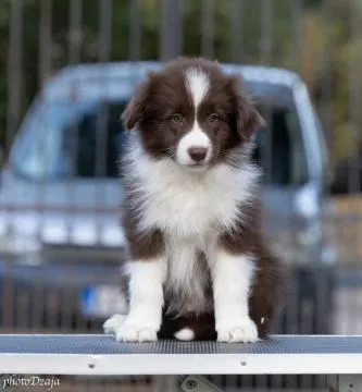Border Collie piękne zarejestrowane szczenięta na sprzedaż