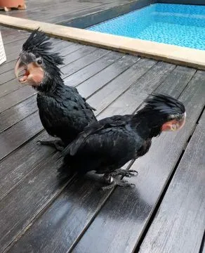 Wunderschöne, niedliche Palmkakadus. Kontaktieren Sie mich per WhatsApp unter: +44 7453 907158, , Frankfurt