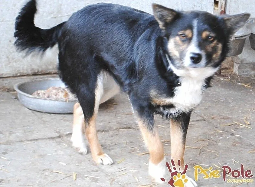 LAVINIA-sunia ze sporym bagażem doświadczeń szuka kochającej, spokojnej rodziny, adopcja, Małopolskie, Kraków