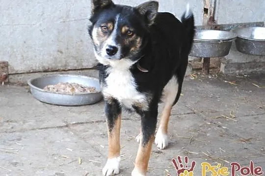 LAVINIA-sunia ze sporym bagażem doświadczeń szuka kochającej, spokojnej rodziny, adopcja, Małopolskie, Kraków