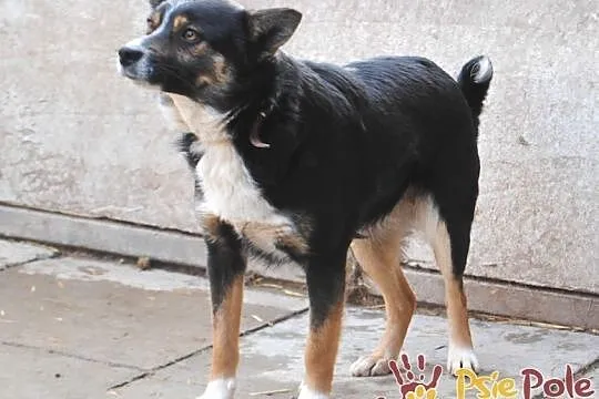 LAVINIA-sunia ze sporym bagażem doświadczeń szuka kochającej, spokojnej rodziny, adopcja, Małopolskie, Kraków