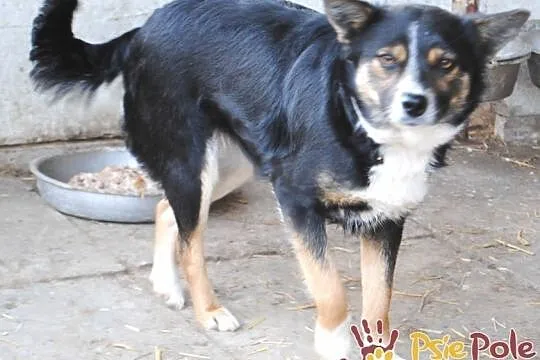 LAVINIA-sunia ze sporym bagażem doświadczeń szuka kochającej, spokojnej rodziny, adopcja, Małopolskie, Kraków