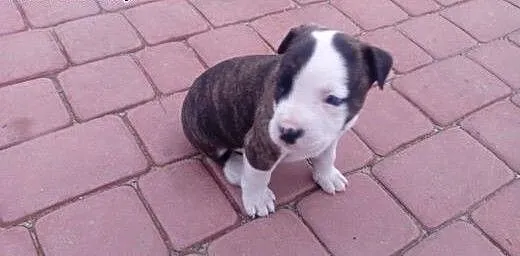 Szczeniaki Amstaff, łódzkie Łódź