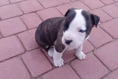 Szczeniaki Amstaff,  łódzkie Łódź