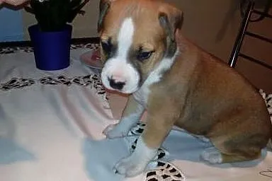 Szczeniaki Amstaff,  łódzkie Łódź