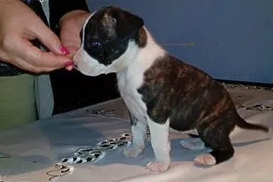 Szczeniaki Amstaff,  łódzkie Łódź