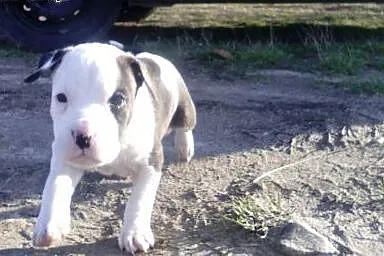 Szczeniaki Amstaff,  łódzkie Łódź