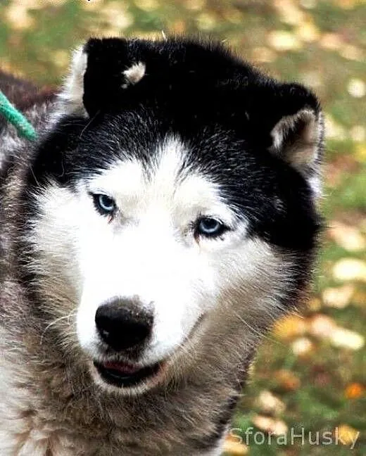 DIZEL dostojny husky szuka domu, wielkopolskie Po