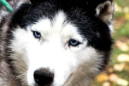 DIZEL dostojny husky szuka domu,  wielkopolskie Po