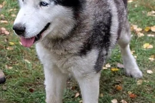 DIZEL dostojny husky szuka domu,  wielkopolskie Po