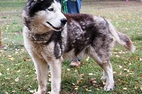 DIZEL dostojny husky szuka domu,  wielkopolskie Po