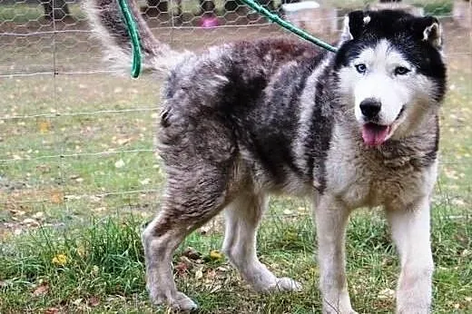 DIZEL dostojny husky szuka domu,  wielkopolskie Po