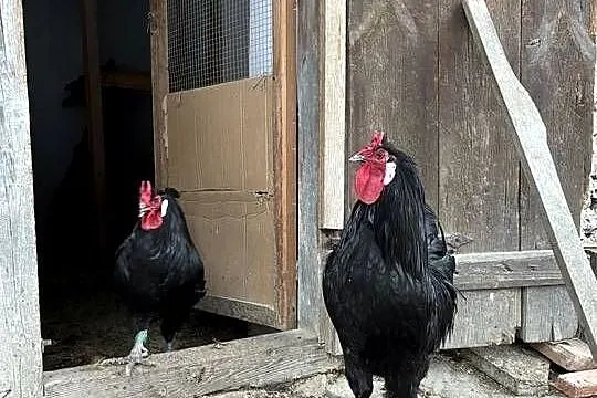 Oferuję jajka wylęgowe od kur rasy La Fleche., Kujawsko-pomorskie, Brzozówka