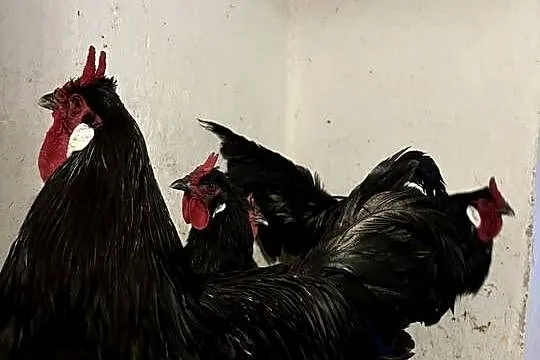 Oferuję jajka wylęgowe od kur rasy La Fleche., Kujawsko-pomorskie, Brzozówka
