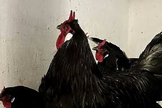 Oferuję jajka wylęgowe od kur rasy La Fleche., Kujawsko-pomorskie, Brzozówka