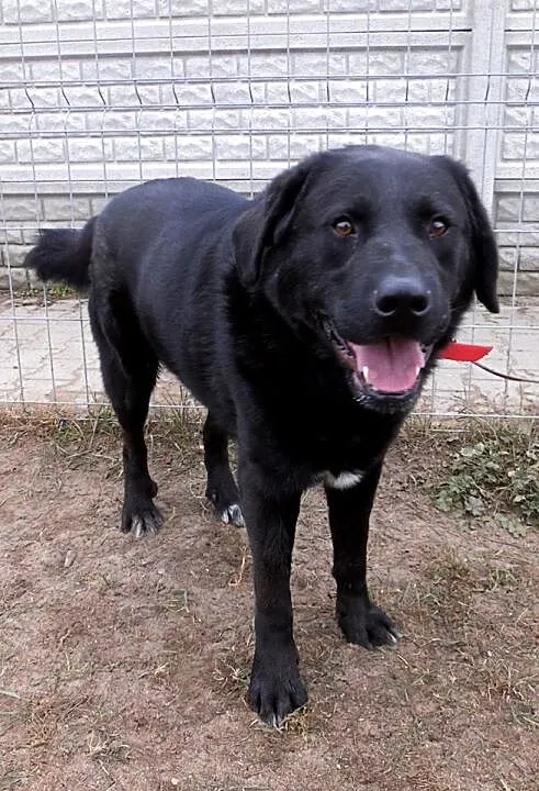 Gruby, czarny pies w typie labradora szuka domu