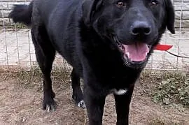 Gruby, czarny pies w typie labradora szuka domu
