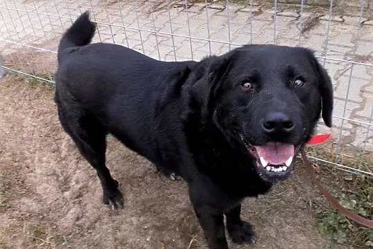 Gruby, czarny pies w typie labradora szuka domu