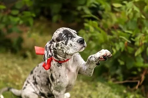 Dog niemiecki FCI -samiec merle z domowej hodowli, gotowy na zmianę domu, Wielkopolskie, Gronówko
