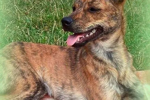 POLA-maleńka,wysterylizowana,adopcja!!,  świętokrzyskie Kielce