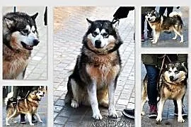 GORDON piękny pies w typie alaskan malamute szuka , Łódź