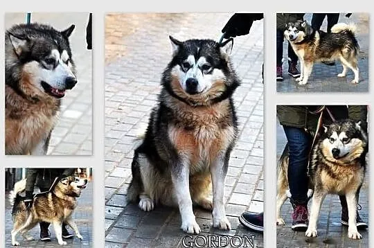 GORDON piękny pies w typie alaskan malamute szuka 