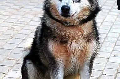 GORDON piękny pies w typie alaskan malamute szuka 