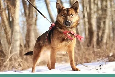 Mały 10 kg,przyjazny,łagodny,grzeczny psiak GRACUC