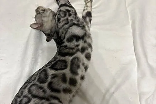 Bengal Blanco – 5 miesięczny kocur, Silver Spotted Tabby z rodowodem