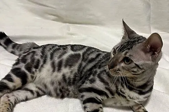 Bengal Blanco – 5 miesięczny kocur, Silver Spotted Tabby z rodowodem, Mazowieckie, Warszawa