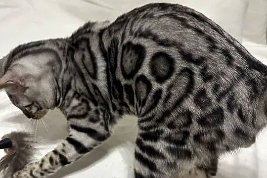 Bengal Blanco – 5 miesięczny kocur, Silver Spotted Tabby z rodowodem, Mazowieckie, Warszawa