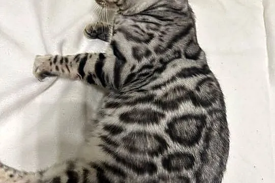 Bengal Blanco – 5 miesięczny kocur, Silver Spotted Tabby z rodowodem, Mazowieckie, Warszawa