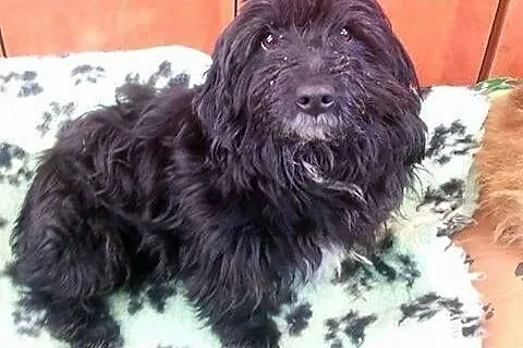 Pusio szuka kochającego i dobrego domku!!!,  dolno
