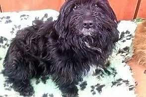 Pusio szuka kochającego i dobrego domku!!!,  dolno