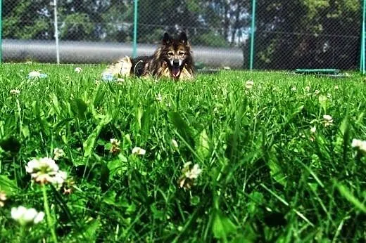 Futrzasty Foster czeka na Ciebie w Tarnowskim Azyl