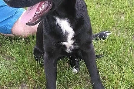 SZCZENIAK w typie LABRADORA sunia szuka kochającego domu!