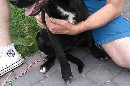 SZCZENIAK w typie LABRADORA sunia szuka kochająceg