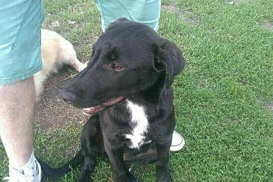 SZCZENIAK w typie LABRADORA sunia szuka kochająceg