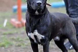 Cygun - bardzo aktywny, fajny, młody pies :), Olsztyn