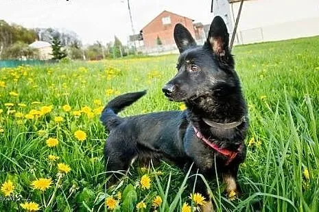 Fifi, maleńki roczny psiaczek, całkowicie bezprobl