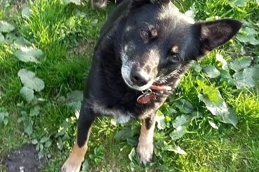 Drobniutka Roma szuka domu,  dolnośląskie Jelenia 
