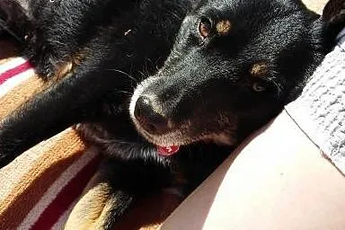Drobniutka Roma szuka domu,  dolnośląskie Jelenia 
