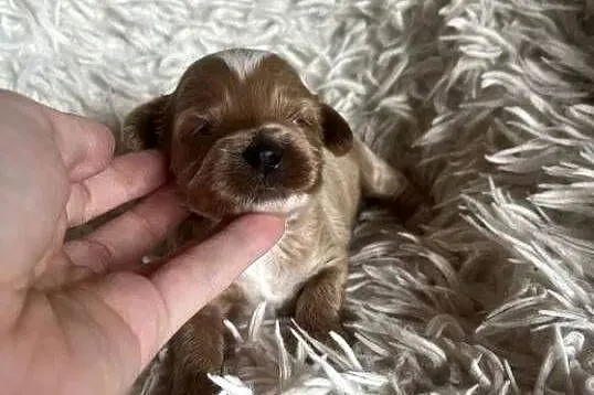 Wyjątkowy piesek cockapoo f1b mama cockapoo tata pudel toy red unikat