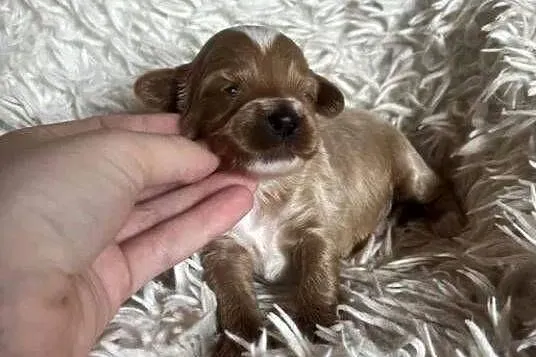 Wyjątkowy piesek cockapoo f1b mama cockapoo tata pudel toy red unikat, Świętokrzyskie, Busko-Zdrój