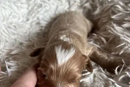 Wyjątkowy piesek cockapoo f1b mama cockapoo tata pudel toy red unikat, Świętokrzyskie, Busko-Zdrój